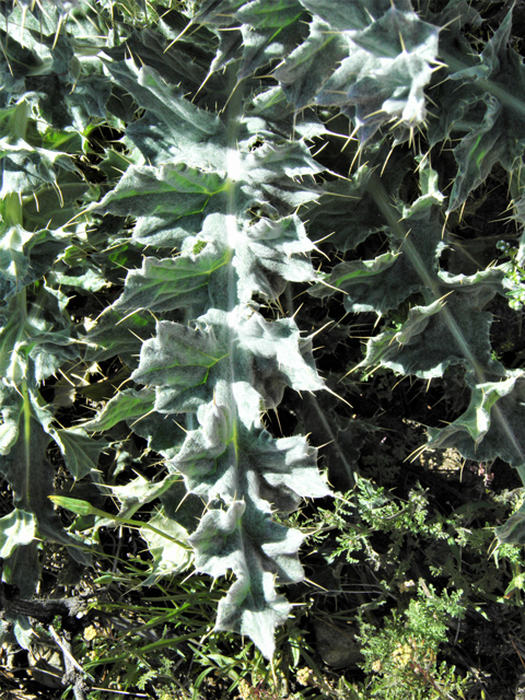 Cirsium neomexicanum (New mexico thistle) #86369