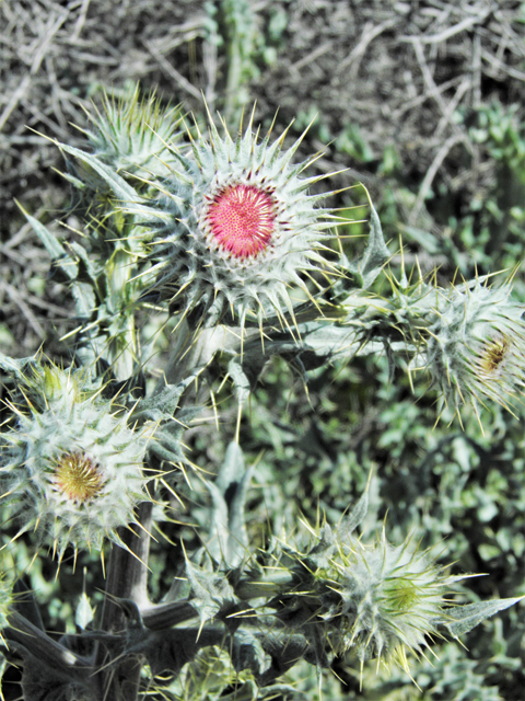 Cirsium neomexicanum (New mexico thistle) #86374