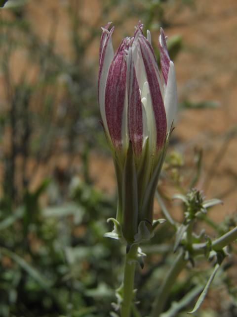 Rafinesquia neomexicana (New mexico plumeseed) #86399