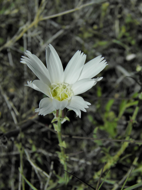 Rafinesquia neomexicana (New mexico plumeseed) #86402