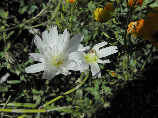 Rafinesquia neomexicana (New mexico plumeseed) #86403