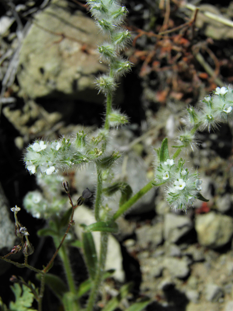 Cryptantha crassisepala (Thicksepal cryptantha) #86439