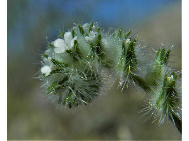 Cryptantha crassisepala (Thicksepal cryptantha) #86440