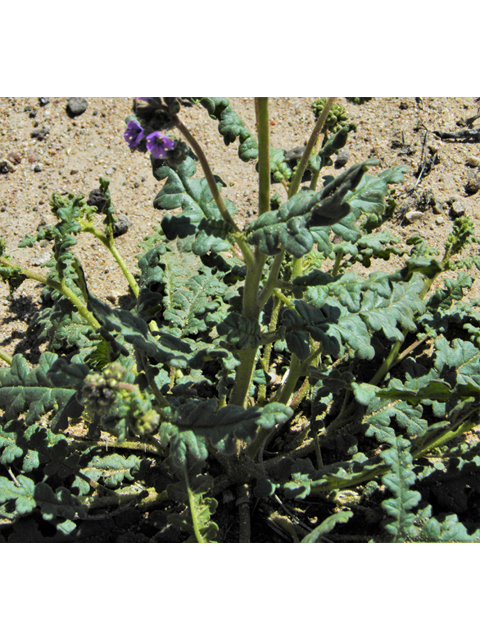 Phacelia crenulata (Cleft-leaf wild heliotrope) #86463