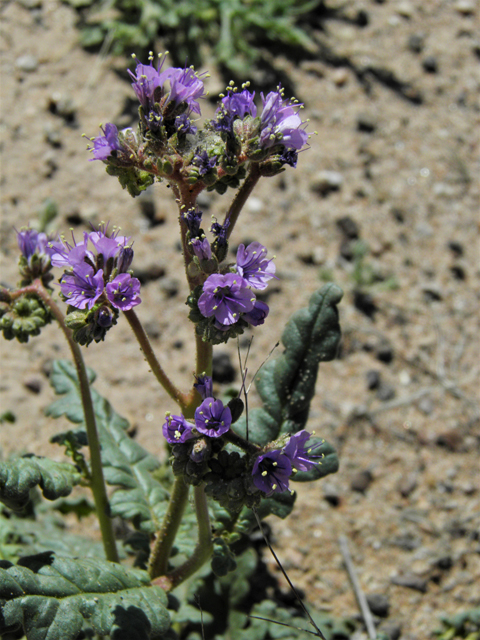 Phacelia crenulata (Cleft-leaf wild heliotrope) #86519