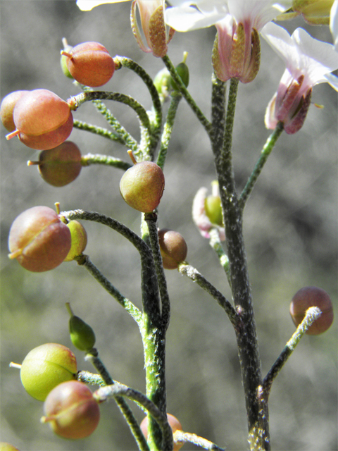 Lesquerella purpurea (Rose bladderpod) #86531