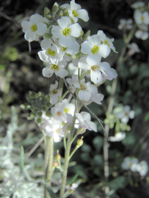 Lesquerella purpurea (Rose bladderpod) #86536