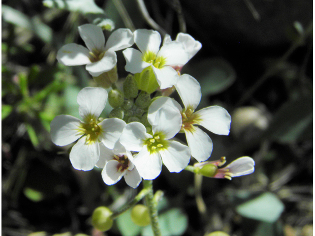 Lesquerella purpurea (Rose bladderpod) #86537