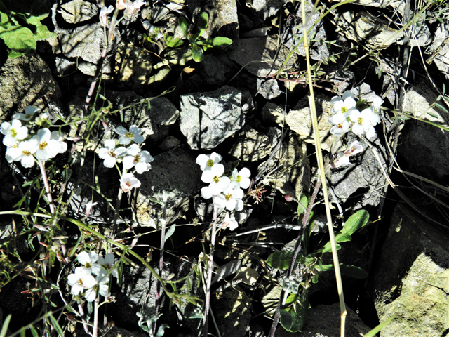 Lesquerella purpurea (Rose bladderpod) #86545