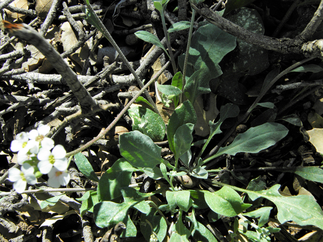 Lesquerella purpurea (Rose bladderpod) #86559