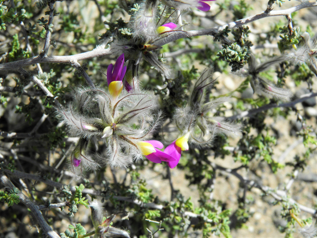 Dalea formosa (Featherplume) #86637