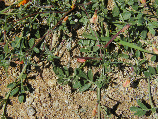 Lotus plebeius (New mexico bird's-foot trefoil) #86647