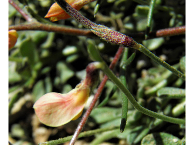 Lotus plebeius (New mexico bird's-foot trefoil) #86648