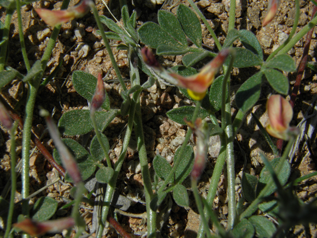 Lotus plebeius (New mexico bird's-foot trefoil) #86649