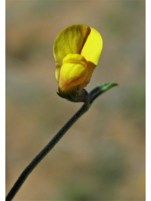 Lotus plebeius (New mexico bird's-foot trefoil) #86650