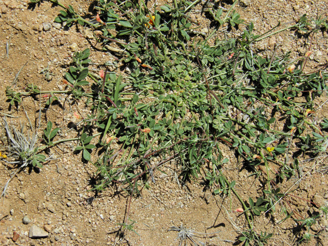 Lotus plebeius (New mexico bird's-foot trefoil) #86655