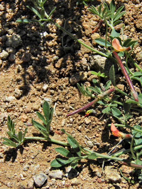 Lotus plebeius (New mexico bird's-foot trefoil) #86656