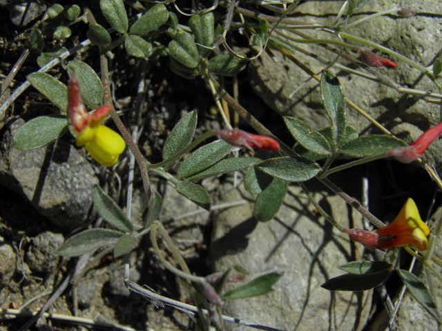 Lotus plebeius (New mexico bird's-foot trefoil) #86657