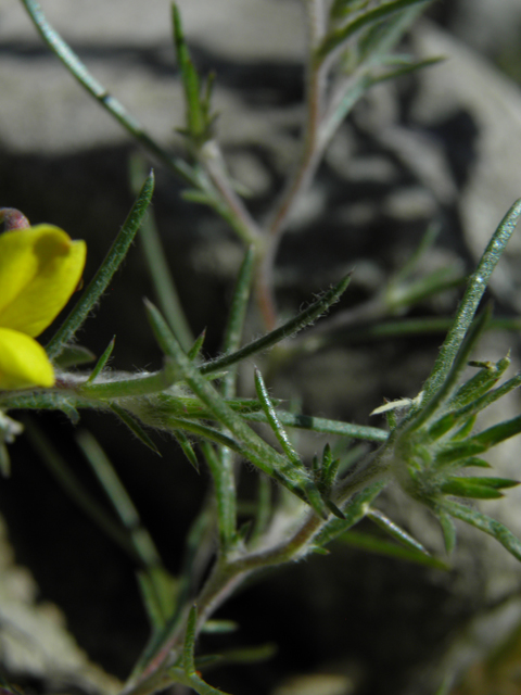 Lotus plebeius (New mexico bird's-foot trefoil) #86658