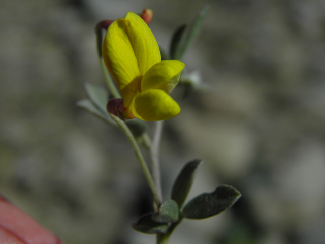 Lotus plebeius (New mexico bird's-foot trefoil) #86659