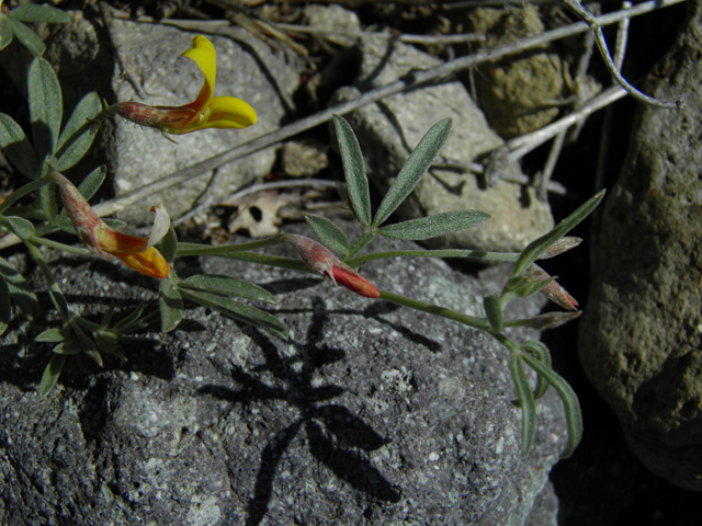 Lotus plebeius (New mexico bird's-foot trefoil) #86662