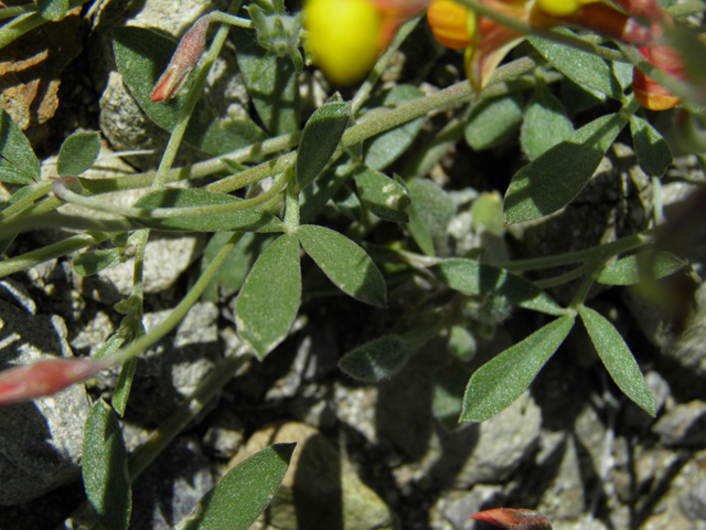 Lotus plebeius (New mexico bird's-foot trefoil) #86668