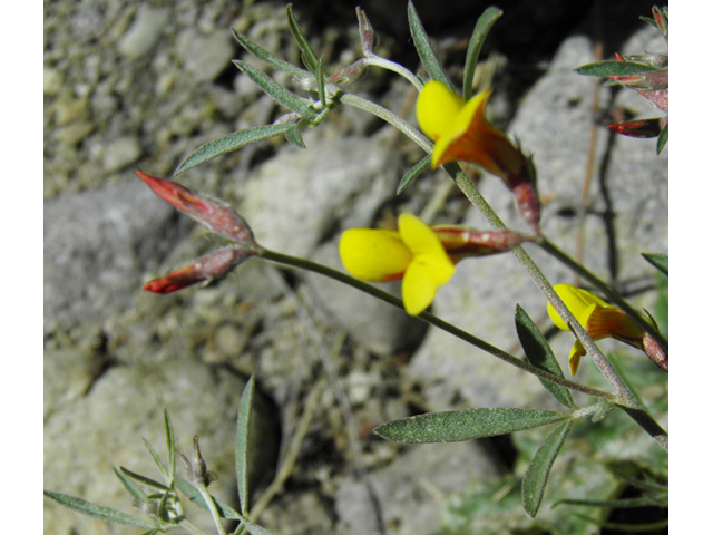 Lotus plebeius (New mexico bird's-foot trefoil) #86669