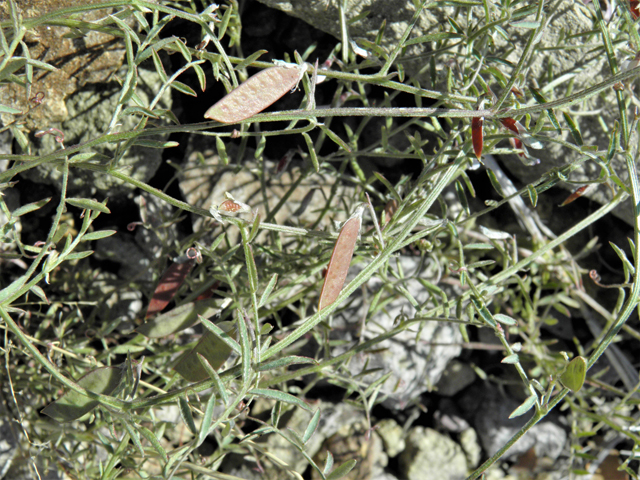 Vicia ludoviciana (Deer pea vetch) #86683