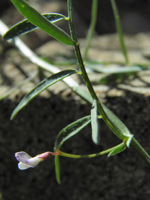 Vicia ludoviciana (Deer pea vetch) #86684