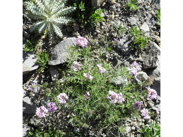 Glandularia bipinnatifida var. ciliata (Davis mountains mock vervain) #86769