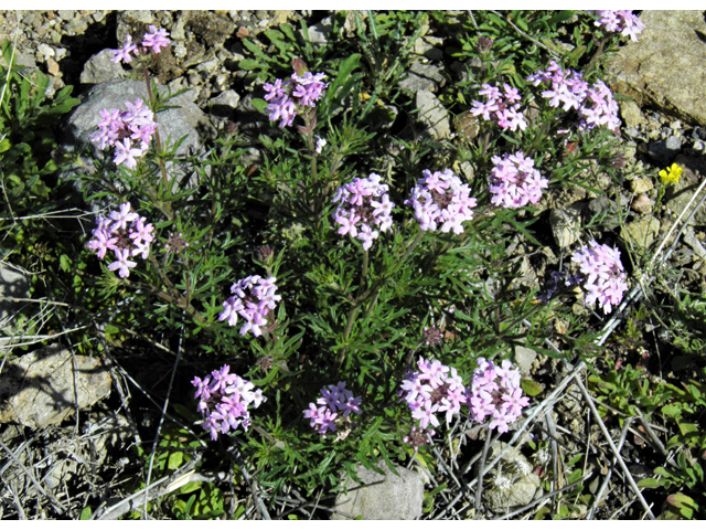 Glandularia bipinnatifida var. ciliata (Davis mountains mock vervain) #86771