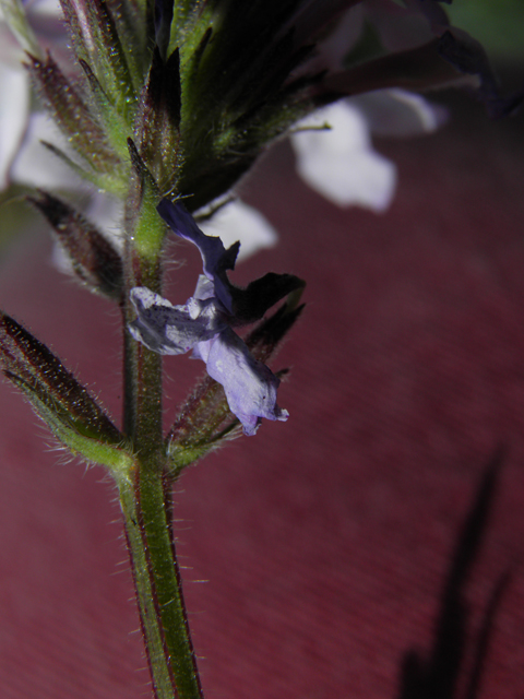 Glandularia bipinnatifida var. ciliata (Davis mountains mock vervain) #86778