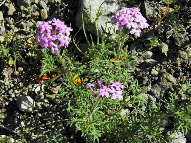 Glandularia bipinnatifida var. ciliata (Davis mountains mock vervain) #86785