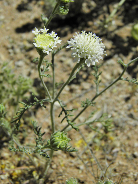 Chaenactis stevioides (Steve's dustymaiden) #86802