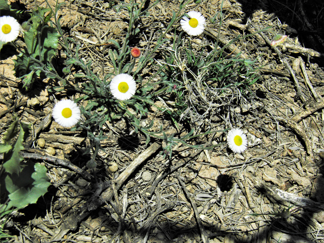 Erigeron colomexicanus (Running fleabane) #86809