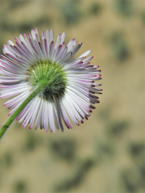 Erigeron colomexicanus (Running fleabane) #86810