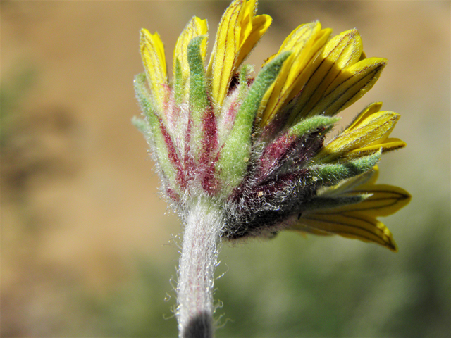 Gaillardia pinnatifida (Red dome blanketflower) #86821