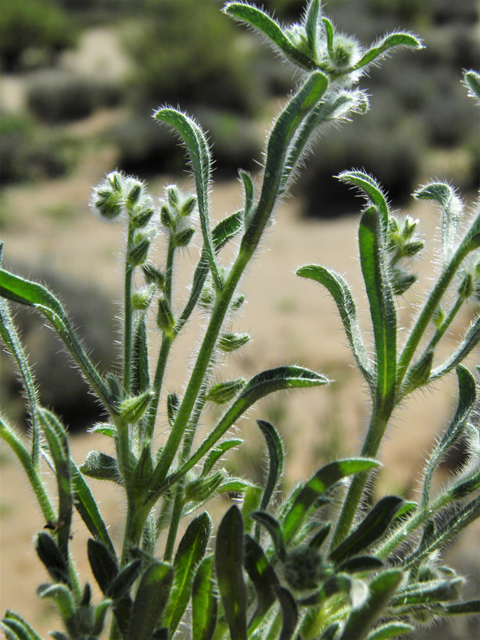 Cryptantha crassisepala (Thicksepal cryptantha) #86844