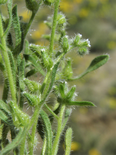 Cryptantha crassisepala (Thicksepal cryptantha) #86847