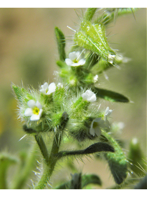 Cryptantha crassisepala (Thicksepal cryptantha) #86848