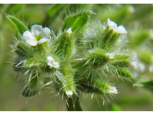 Cryptantha crassisepala (Thicksepal cryptantha) #86849