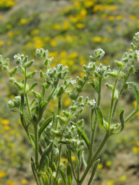 Cryptantha crassisepala (Thicksepal cryptantha) #86851