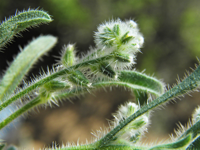 Cryptantha crassisepala (Thicksepal cryptantha) #86854