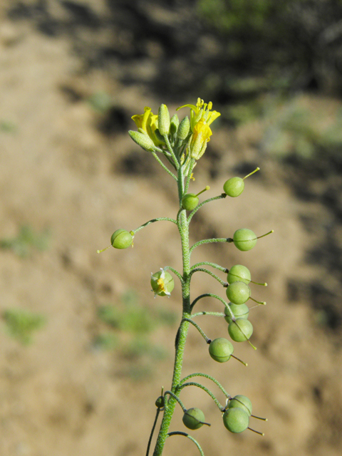 Lesquerella gordonii (Gordon's bladderpod) #86865