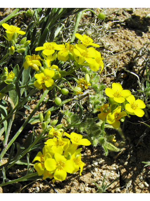 Lesquerella gordonii (Gordon's bladderpod) #86890