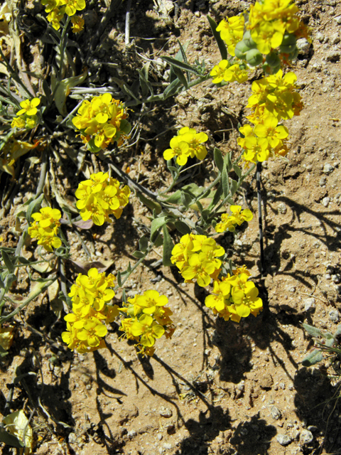 Lesquerella gordonii (Gordon's bladderpod) #86891