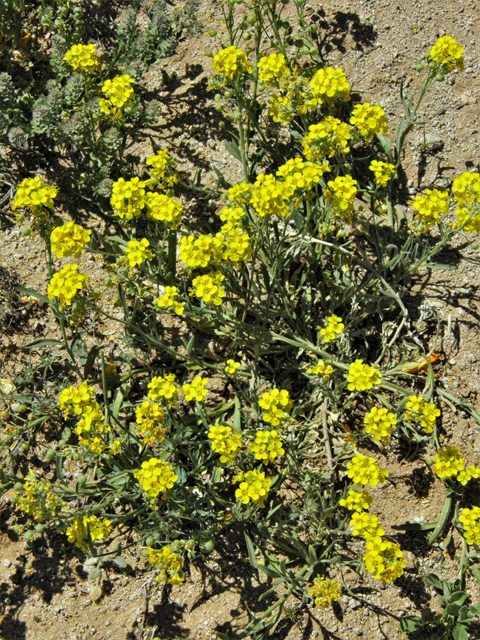 Lesquerella gordonii (Gordon's bladderpod) #86892