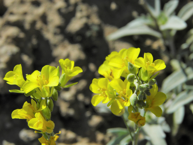 Lesquerella fendleri (Fendler's bladderpod) #86893