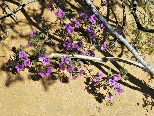 Nama hispidum (Sand bells) #86962