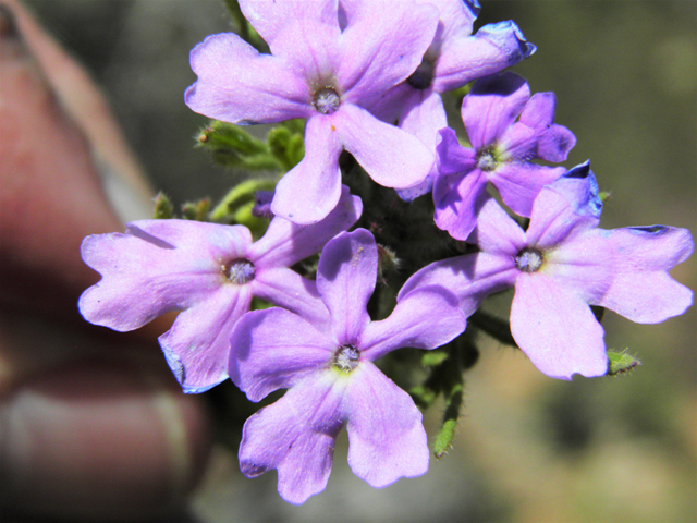 Glandularia bipinnatifida var. ciliata (Davis mountains mock vervain) #87017